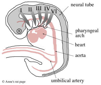 thyroid migration