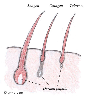 Telogen Effluvium and Other Effluviums - WebMD