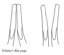 rat teeth vs human teeth