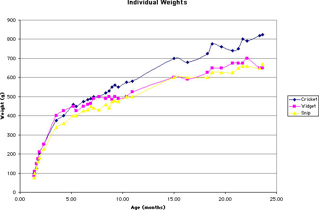 Rat Weight Age Chart