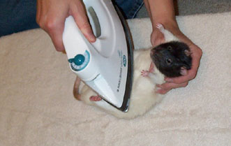 Rat Laundry