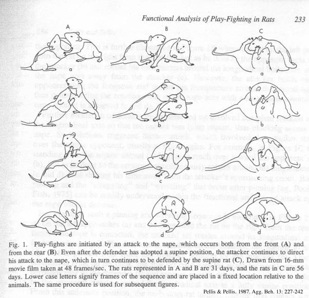 Rat Weight Chart