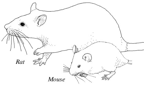 Drawing showing the relative size of rats and mice