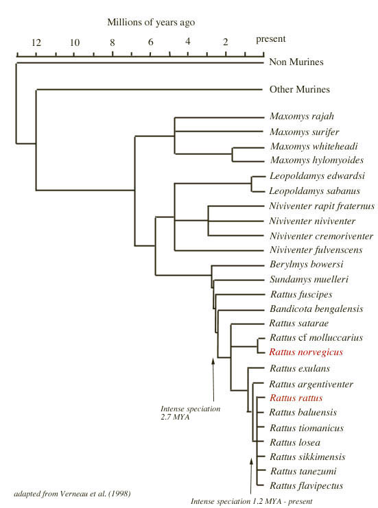 The Natural History of Model Organisms: The Norway rat, from an obnoxious pest to a laboratory pet