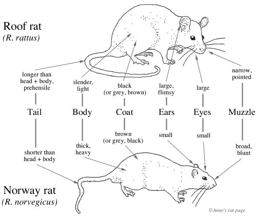Comparison drawing of a roof rat Rattus rattus and a Norway rat Rattus 