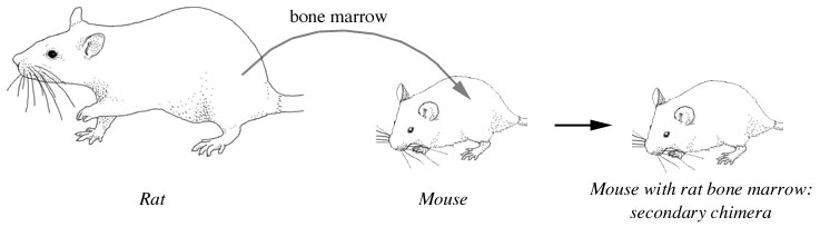 How do mice reproduce?