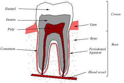 teeth names and functions