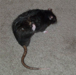 rat scratch
