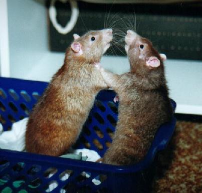 Rat Boxing